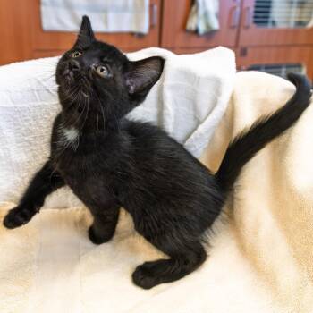 Meowscles -  Domestic Short Hair Cat for Adoption in South Elgin, Illinois - Meowscles | PetCurious
