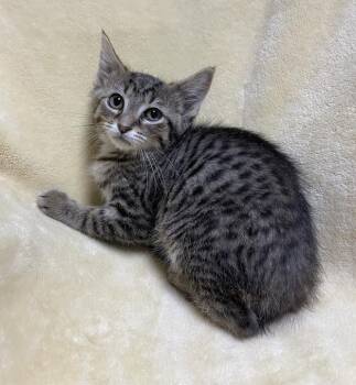 Zira -  Domestic Short Hair Cat for Adoption in Jackson, Michigan - Zira | PetCurious