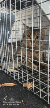 Domestic Short Hair Cats Available for Adoption in San Antonio, Texas - FEZ | PetCurious