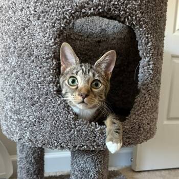 Rescue Domestic Short Hair Cats for Adoption in Durham, North Carolina - Peaches | PetCurious