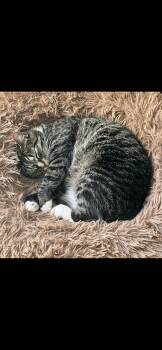 Pistachio -  Domestic Short Hair Cat for Adoption in Bear, Delaware - Pistachio | PetCurious