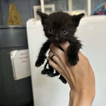 Spanky - 2261 -  Domestic Short Hair Cat Available for Adoption in Kansas City, Missouri - Spanky - 2261 | PetCurious