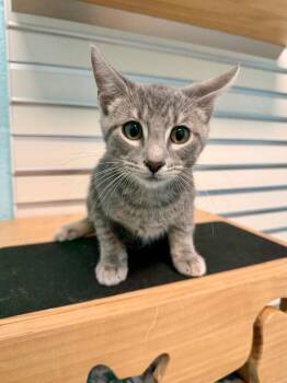 Atlas -  Domestic Short Hair Cat for Adoption in Cape Coral, Florida - Atlas | PetCurious