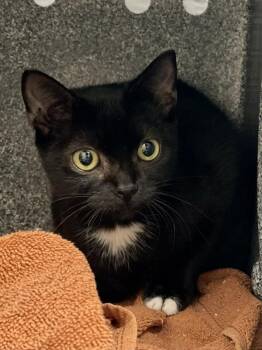 Fancy -  Domestic Short Hair Cat for Adoption in Austin, Texas - Fancy | PetCurious