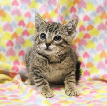 Domestic Short Hair Cats Available for Adoption in Clinton, South Carolina - Mercury | PetCurious