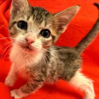 Cerebellum -  Domestic Short Hair Cat for Adoption in Houston, Texas - Cerebellum | PetCurious