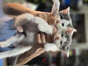 Rescue Domestic Short Hair Cats for Adoption in Woodbridge Township, New Jersey - Midge, Tabitha, Noelle, Nina, Nicholas, Matthew | PetCurious