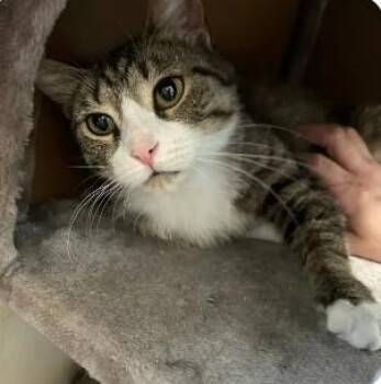 Rescue Domestic Short Hair Cats for Adoption in Royal Oak, Michigan - Bubbles | PetCurious