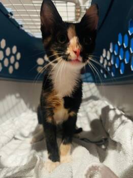 Winky -  American Shorthair Cat for Adoption in Darien, Georgia - Winky | PetCurious