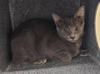 Fluffy -  Domestic Short Hair Cat for Adoption in Athens, Tennessee - Fluffy | PetCurious
