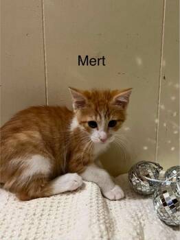 Mert -  Domestic Short Hair Cat for Adoption in Groveland, Massachusetts - Mert | PetCurious