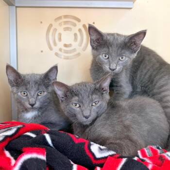 Jack -  Domestic Short Hair Cat for Adoption in Aldie, Virginia - Jack | PetCurious