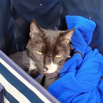 Dustie -  Domestic Medium Hair Cat for Adoption in Chicago, Illinois - Dustie | PetCurious