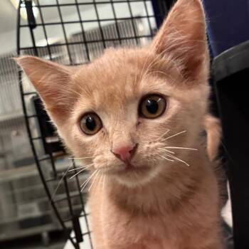 TRRS-Stray-45735 (Chicken Tender) -  Domestic Short Hair Cat for Adoption in Manhattan, Kansas - TRRS-Stray-45735 (Chicken Tender) | PetCurious