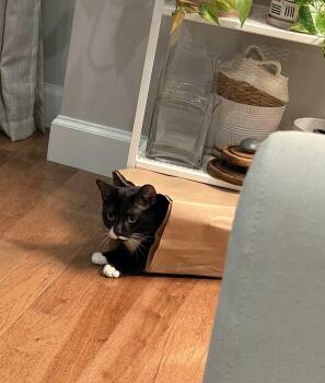 Kevin -  Domestic Short Hair Cat for Adoption in Boston, Massachusetts - Kevin | PetCurious