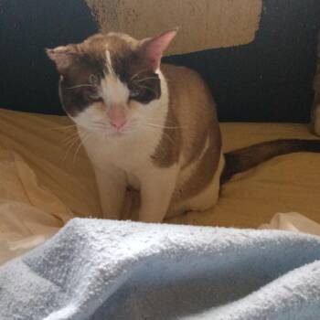 Tiny -  Domestic Short Hair Cat for Adoption in Las Vegas, Nevada - Tiny | PetCurious