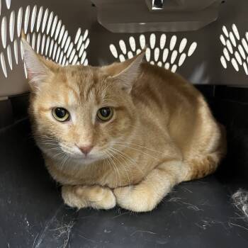 Rescue Domestic Short Hair Cats for Adoption in Park Falls, Wisconsin - Rusty | PetCurious