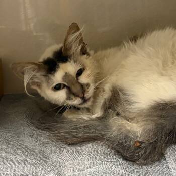 Rescue Domestic Medium Hair Cats for Adoption in Kanab, Utah - Babb | PetCurious