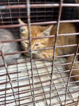 Domestic Short Hair Cats Available for Adoption in Houston, Texas - A655646 | PetCurious
