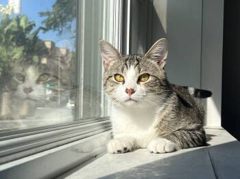 Rescue Domestic Short Hair Cats for Adoption in Montreal, Quebec - Bulle | PetCurious