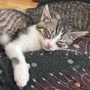 Tiara -  Domestic Short Hair Cat for Adoption in Evanston, Illinois - Tiara | PetCurious