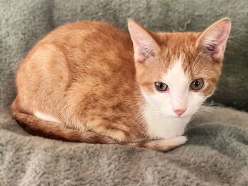 Rescue Tabby Cats for Adoption in Fort Myers, Florida - Ross P | PetCurious