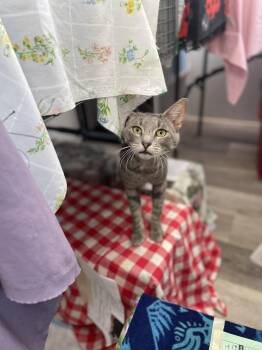 Kaiden -  Domestic Short Hair Cat for Adoption in Trenton, New Jersey - Kaiden | PetCurious