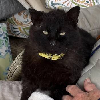 Benji -  Domestic Short Hair Cat for Adoption in Milford, Iowa - Benji | PetCurious