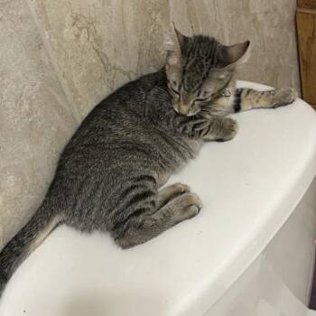 Trixie -  Domestic Short Hair Cat for Adoption in Granby, Missouri - Trixie | PetCurious