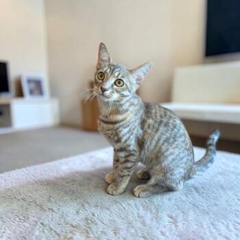 Chorizo -  Domestic Short Hair Cat for Adoption in Fort Worth, Texas - Chorizo | PetCurious