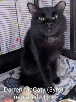 Darren McCaty -  Domestic Medium Hair Cat for Adoption in Wyoming, Michigan - Darren McCaty | PetCurious