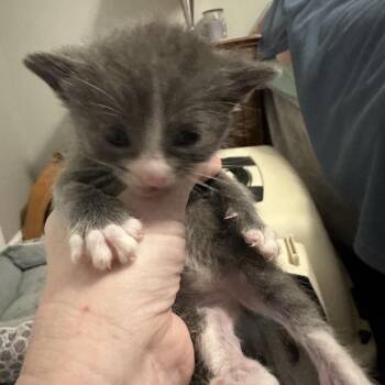 Pringle -  Domestic Short Hair Cat for Adoption in Inman, South Carolina - Pringle | PetCurious
