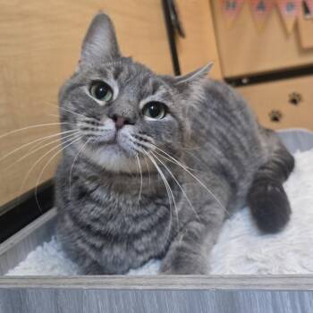 Tommy -  Tabby and Domestic Short Hair Cat for Adoption in Warr Acres, Oklahoma - Tommy | PetCurious
