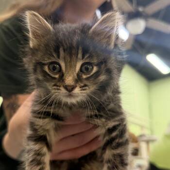 Domestic Long Hair Cats Available for Adoption in Mt. Juliet, Tennessee - Franco | PetCurious