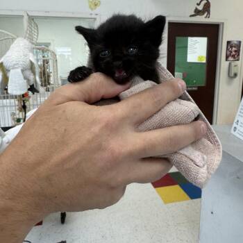 Danica Patrick -  Domestic Short Hair Cat for Adoption in Lynchburg, Virginia - Danica Patrick | PetCurious