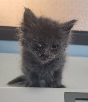 Pen 38 Shrimp -  Domestic Short Hair Cat for Adoption in Lawrenceville, Georgia - Pen 38 Shrimp | PetCurious