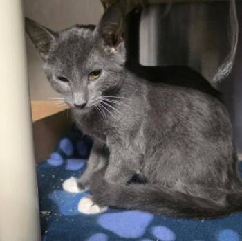 Frick -  Domestic Short Hair Cat for Adoption in Clinton, Missouri - Frick | PetCurious