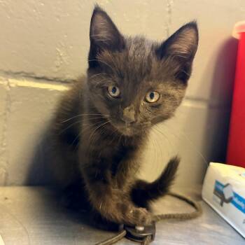 TUSC-Stray-84763 -  Domestic Short Hair Cat for Adoption in Tuscaloosa, Alabama - TUSC-Stray-84763 | PetCurious