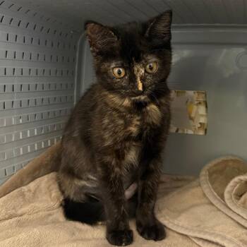 Rose -  Domestic Short Hair Cat for Adoption in Ojai, California - Rose | PetCurious