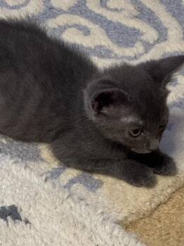 Sawyer -  American Shorthair Cat for Adoption in Hagaman, New York - Sawyer | PetCurious