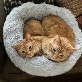 Rescue Domestic Short Hair Cats for Adoption in Royal Oak, Michigan - Athena And Apollo | PetCurious