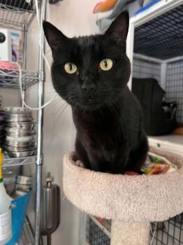 Finn -  Domestic Short Hair Cat for Adoption in Burnaby, British Columbia - Finn | PetCurious