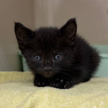 Okra -  Domestic Short Hair Cat for Adoption in Auburn, Alabama - Okra | PetCurious
