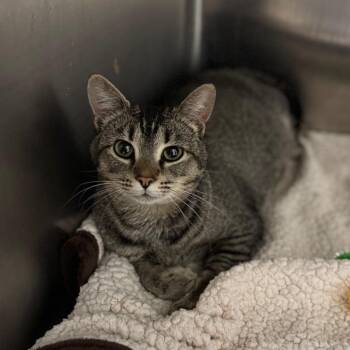 Tulip -  American Shorthair Cat Available for Adoption in Asheville, North Carolina - Tulip | PetCurious