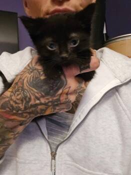 Robbie -  Domestic Short Hair Cat for Adoption in Vancouver, Washington - Robbie | PetCurious
