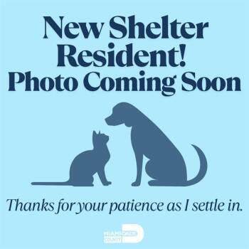MOJI -  Domestic Short Hair Cat for Adoption in Doral, Florida - MOJI | PetCurious
