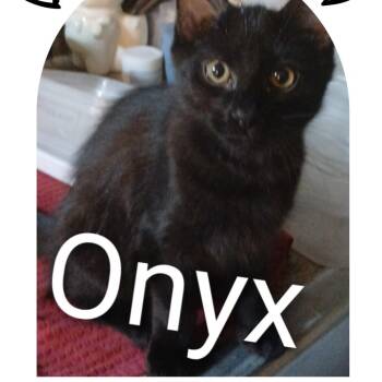 Domestic Short Hair Cats Available for Adoption in Tuscaloosa, Alabama - Onyx - COURTESY LISTING | PetCurious