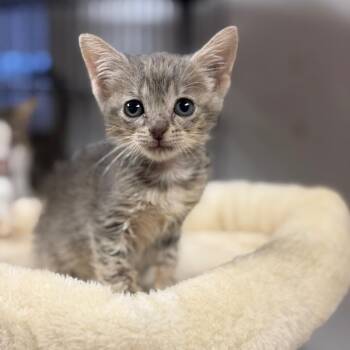 Dragonfruit -  Domestic Short Hair Cat for Adoption in Fort Smith, Arkansas - Dragonfruit | PetCurious