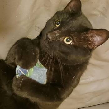 Rescue Domestic Short Hair Cats for Adoption in Chicago, Illinois - Buster | PetCurious