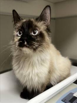 Siamese Cats Available for Adoption in Tracy, California - LOVEY | PetCurious